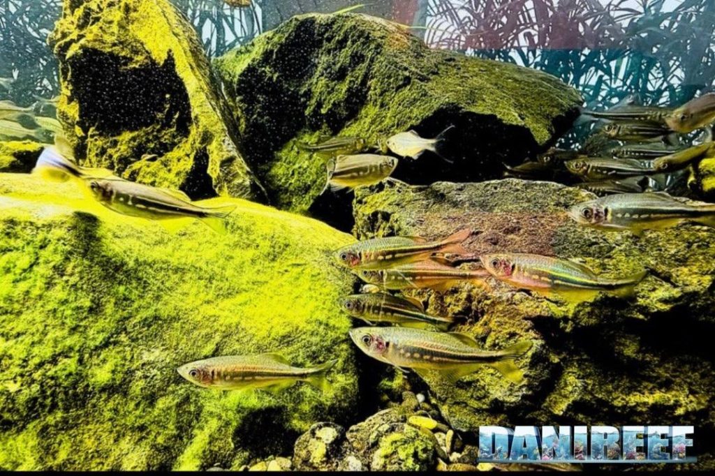Devario devario nella vasca fluviale del CIR
