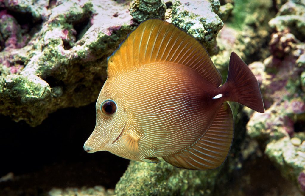 Zebrasoma scopas by Muséum-Aquarium de Nancy/B. Alenda. CC BY-NC 4.0
