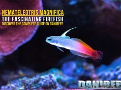 Nemateleotris magnifica: Firefish Guide for the Reef Tank