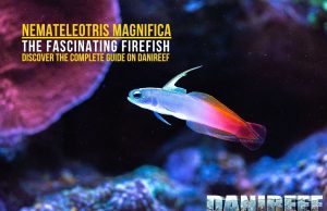 Nemateleotris magnifica: Firefish Guide for the Reef Tank