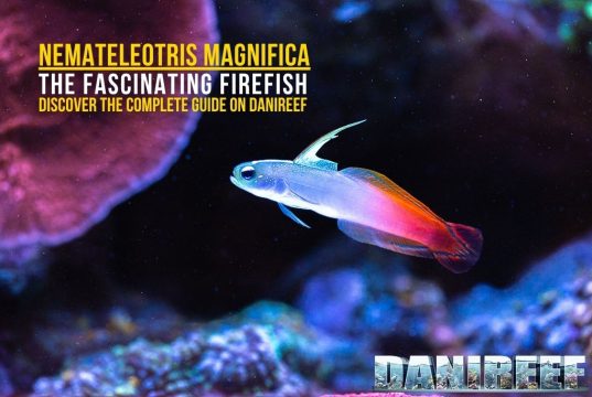 Nemateleotris magnifica: Firefish Guide for the Reef Tank