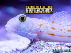 Valenciennea puellaris: il gobide facile che ama pulire la sabbia