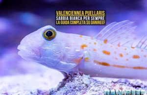 Valenciennea puellaris: il gobide facile che ama pulire la sabbia