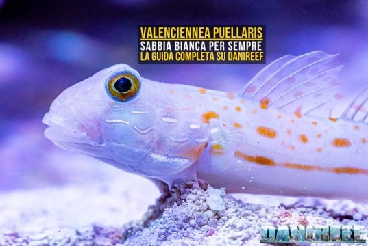Valenciennea puellaris: il gobide facile che ama pulire la sabbia
