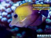Zebrasoma scopas: guida completa al pesce chirurgo marrone