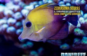 Zebrasoma scopas: guida completa al pesce chirurgo marrone