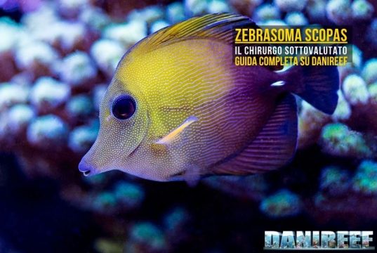Zebrasoma scopas: guida completa al pesce chirurgo marrone