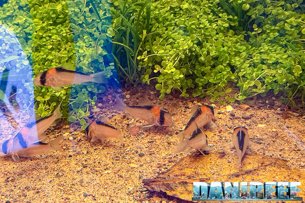 Corydoras duplicareus nell'acquario biotopo Sera a Interzoo 2026