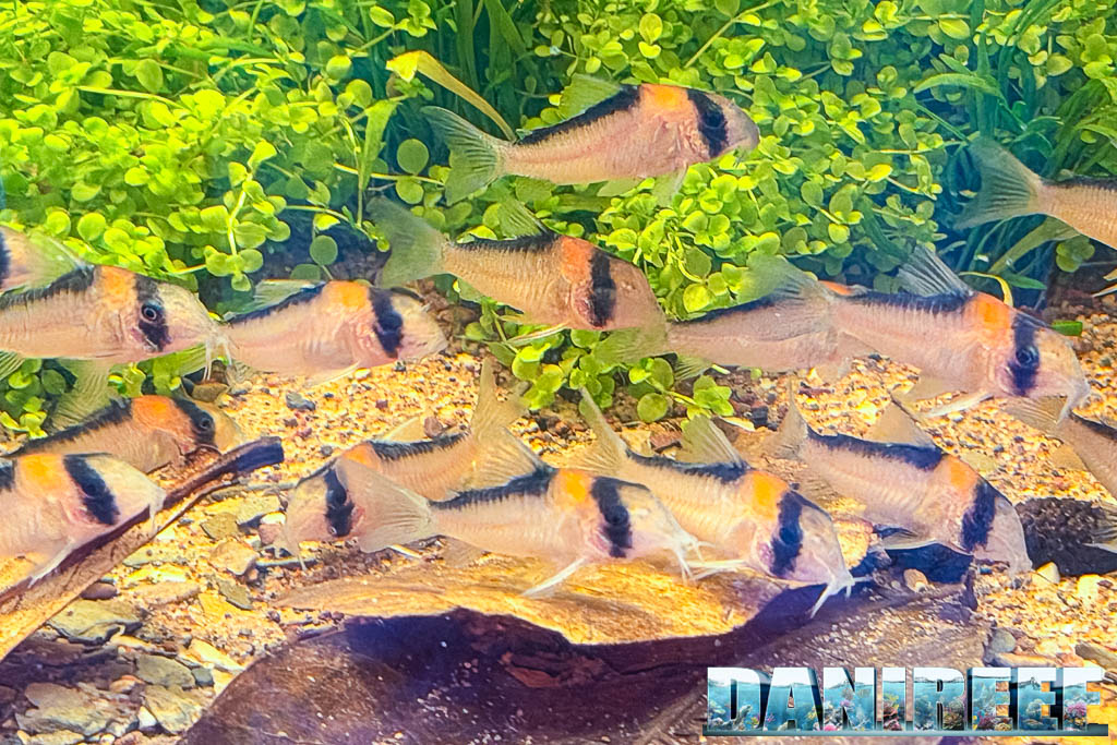 Dettaglio di Corydoras duplicareus nello stand Sera a Interzoo