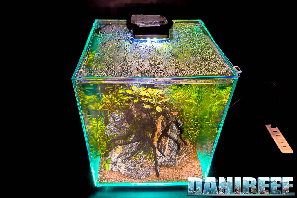 Dettaglio del Betta splendens nell'acquario Edge Glow Interpet