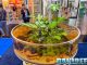 Sera a Interzoo 2026: Edge Glow, laghetti e biotopo Project Piaba