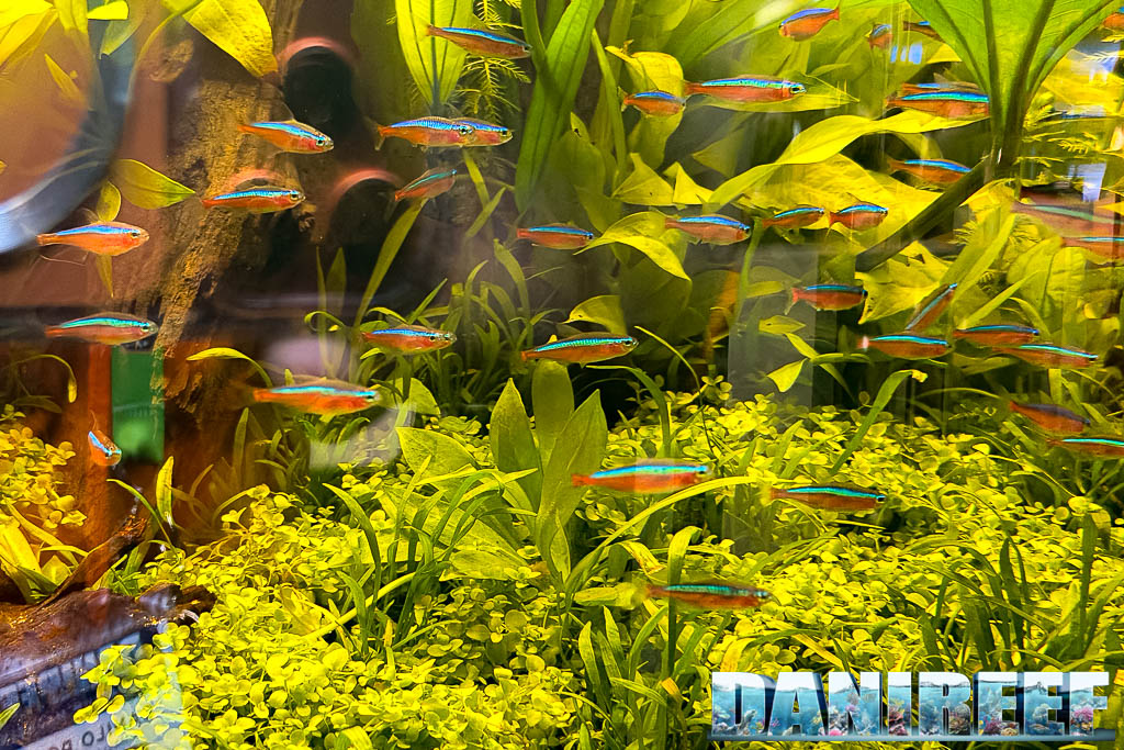 Pesci cardinali Paracheirodon axelrodi nell'acquario biotopo Sera