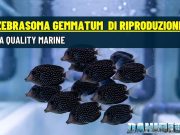 Zebrasoma gemmatum di acquacoltura: l’alba di una nuova era Zebrasoma gemmatum di acquacoltura