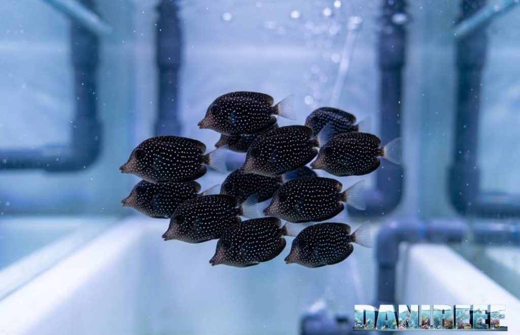 Giovani esemplari di riproduzione di Zebrasoma gemmatum