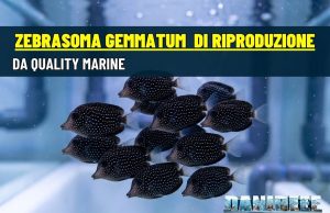 Zebrasoma gemmatum di acquacoltura: l’alba di una nuova era Zebrasoma gemmatum di acquacoltura