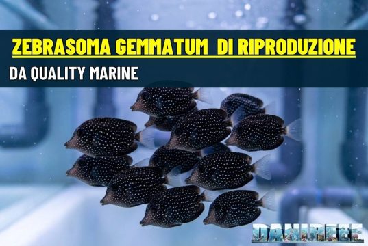 Zebrasoma gemmatum di acquacoltura: l’alba di una nuova era Zebrasoma gemmatum di acquacoltura