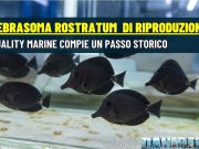 Riprodotto lo Zebrasoma rostratum: svolta per l’acquariofilia marina