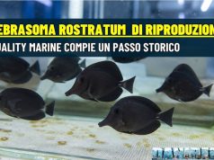 Riprodotto lo Zebrasoma rostratum: svolta per l’acquariofilia marina