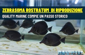 Riprodotto lo Zebrasoma rostratum: svolta per l’acquariofilia marina