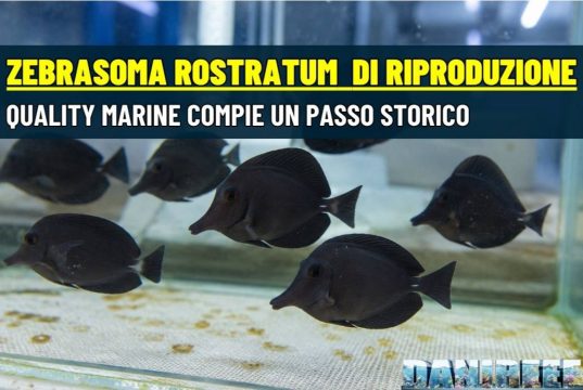 Riprodotto lo Zebrasoma rostratum: svolta per l’acquariofilia marina