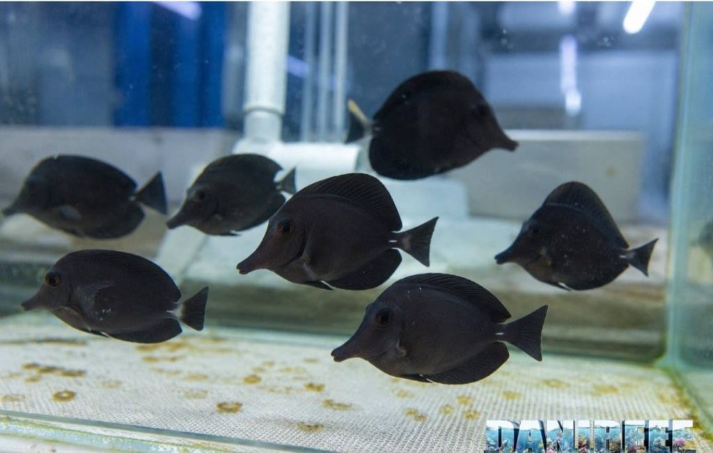 Gruppo di giovani zebrasoma rostratum di riproduzione