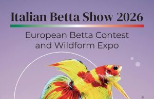 Italian Betta Show – Bergamo