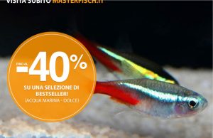 MasterFisch: offerte su pesci più venduti, chirurghi, guppy e coralli