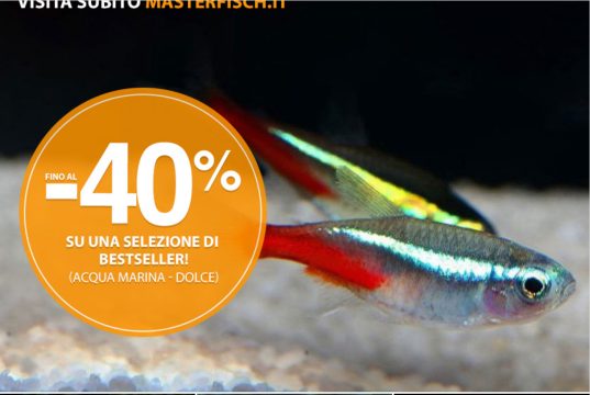 MasterFisch: offerte su pesci più venduti, chirurghi, guppy e coralli