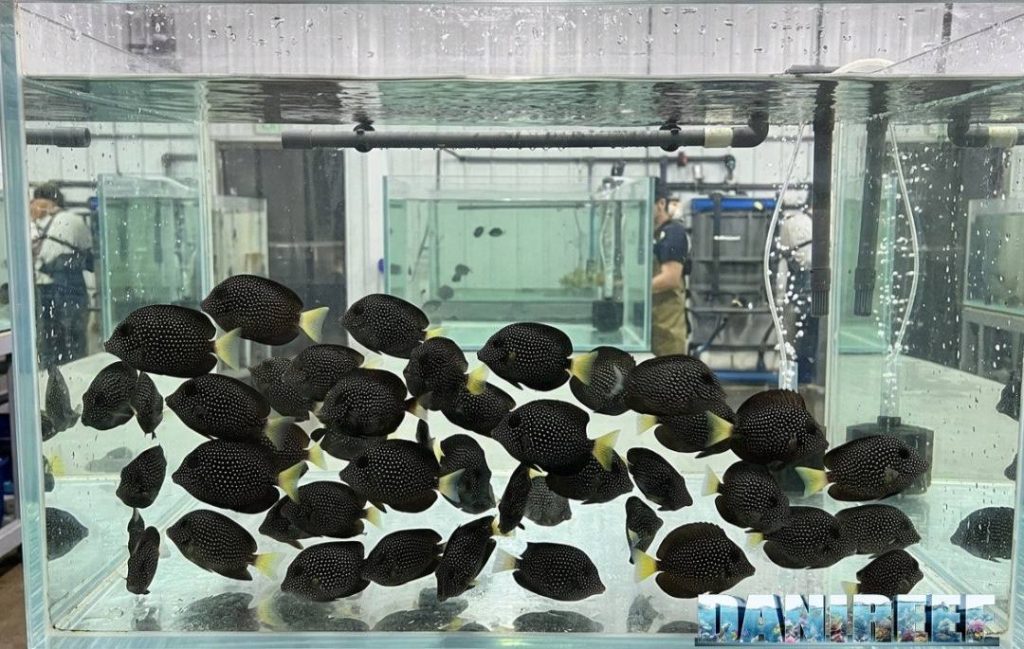 Gruppo di giovani esemplari di Zebrasoma gemmatum di acquacoltura