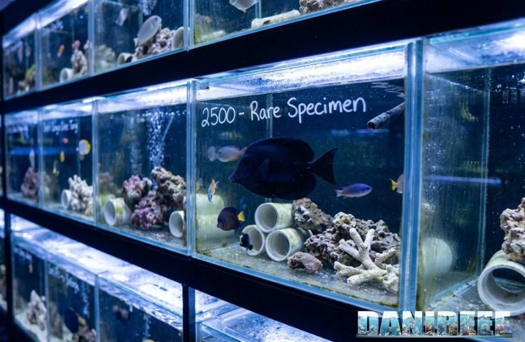 Zebrasoma rostratum in vendita in un negozio
