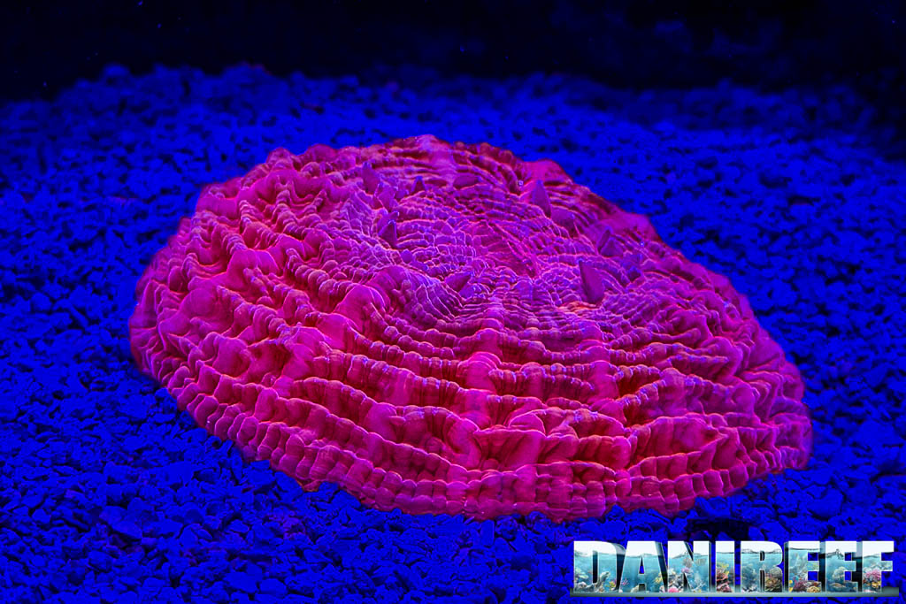 Acanthophyllia nello stand Neptunian Cube a Interzoo 2026