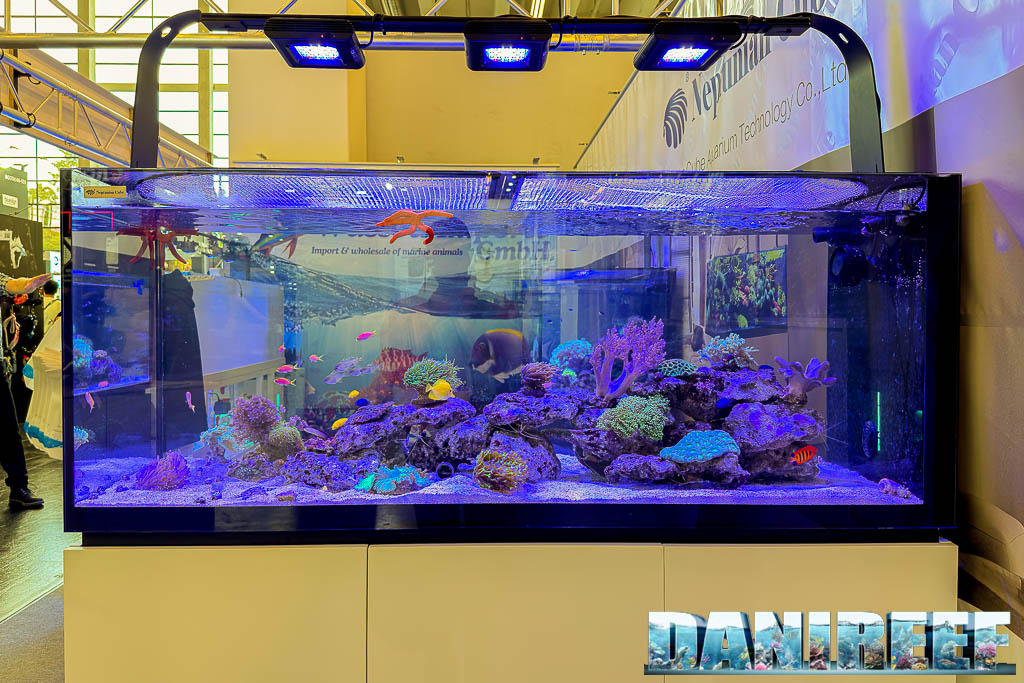Pseudanthias squamipinnis nell'acquario Neptunian Cube a Interzoo 2026