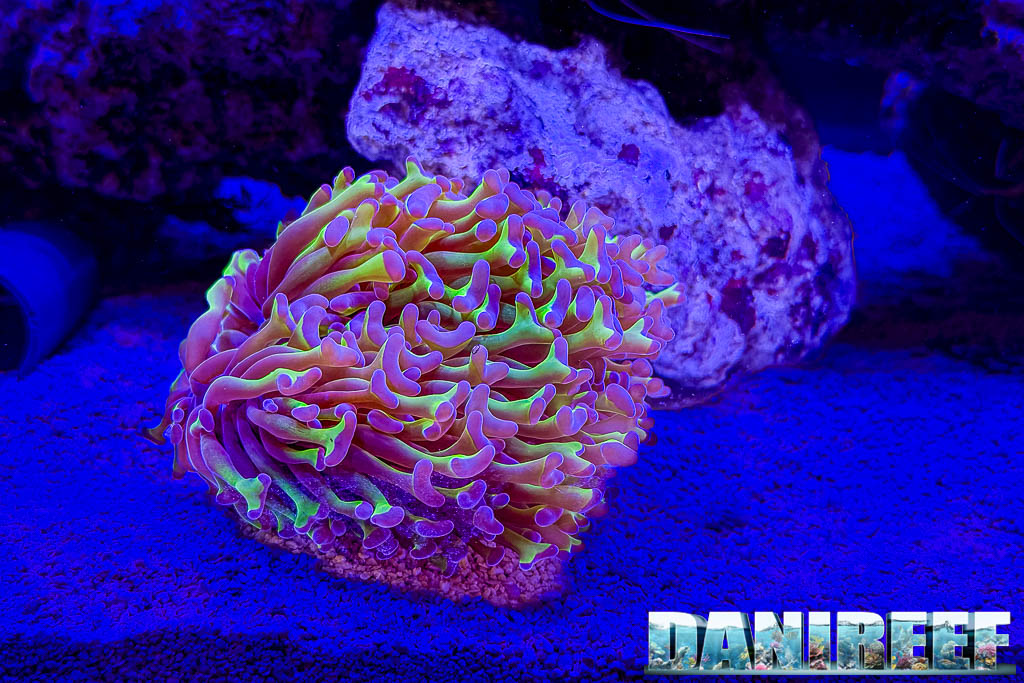 Euphyllia parancora nello stand Neptunian Cube a Interzoo 2026