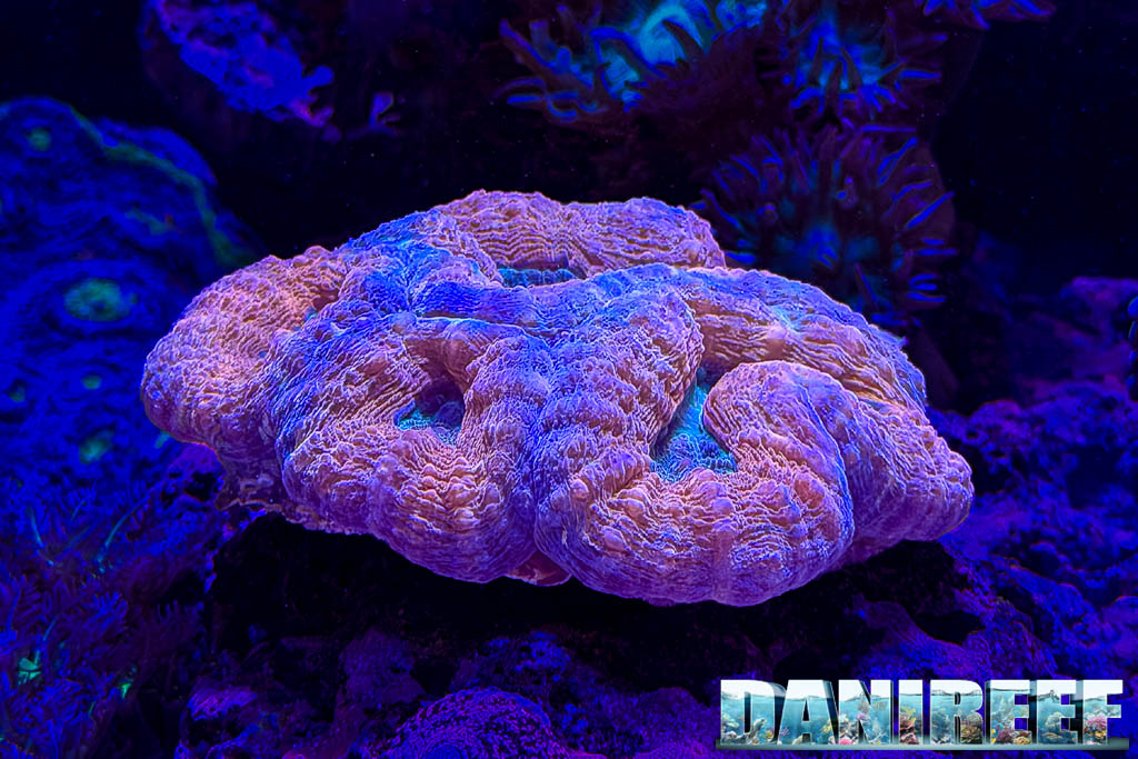 Lobophyllia nello stand Neptunian Cube a Interzoo 2026
