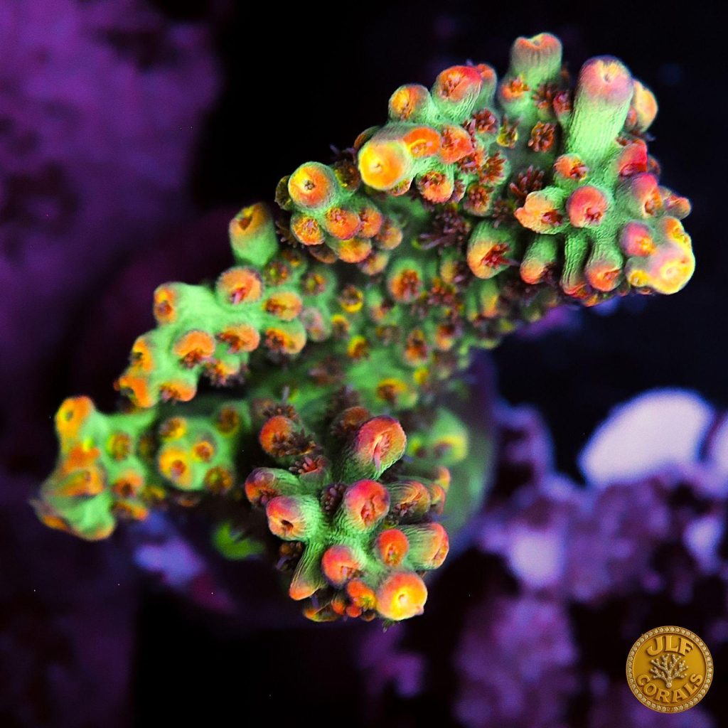 Acropora colorata della collezione JLF Corals