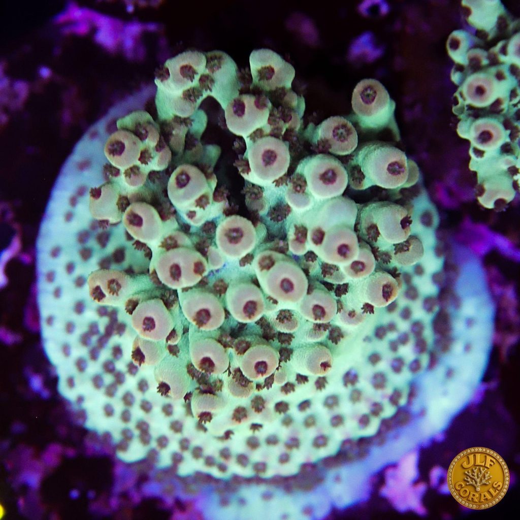 Acropora signature selezionata da JLF Corals