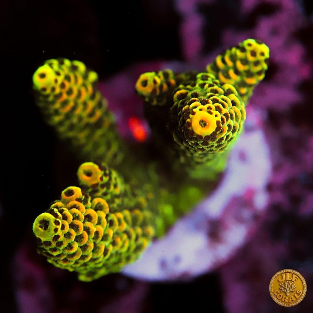 Corallo SPS della collezione JLF Corals