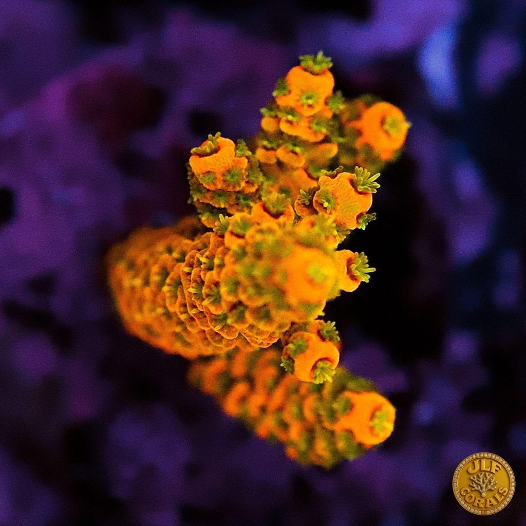 Acropora dalla colorazione particolare JLF Corals