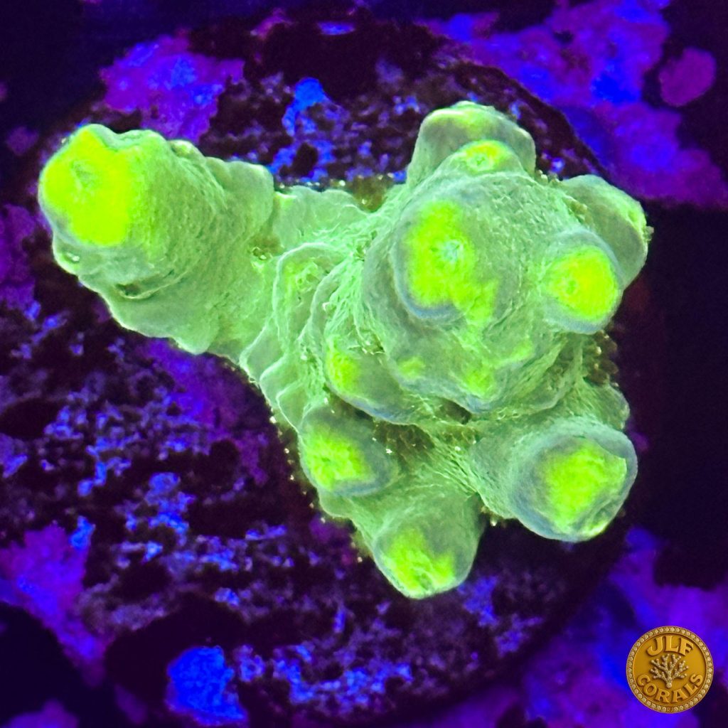 Acropora SPS selezionata da JLF Corals