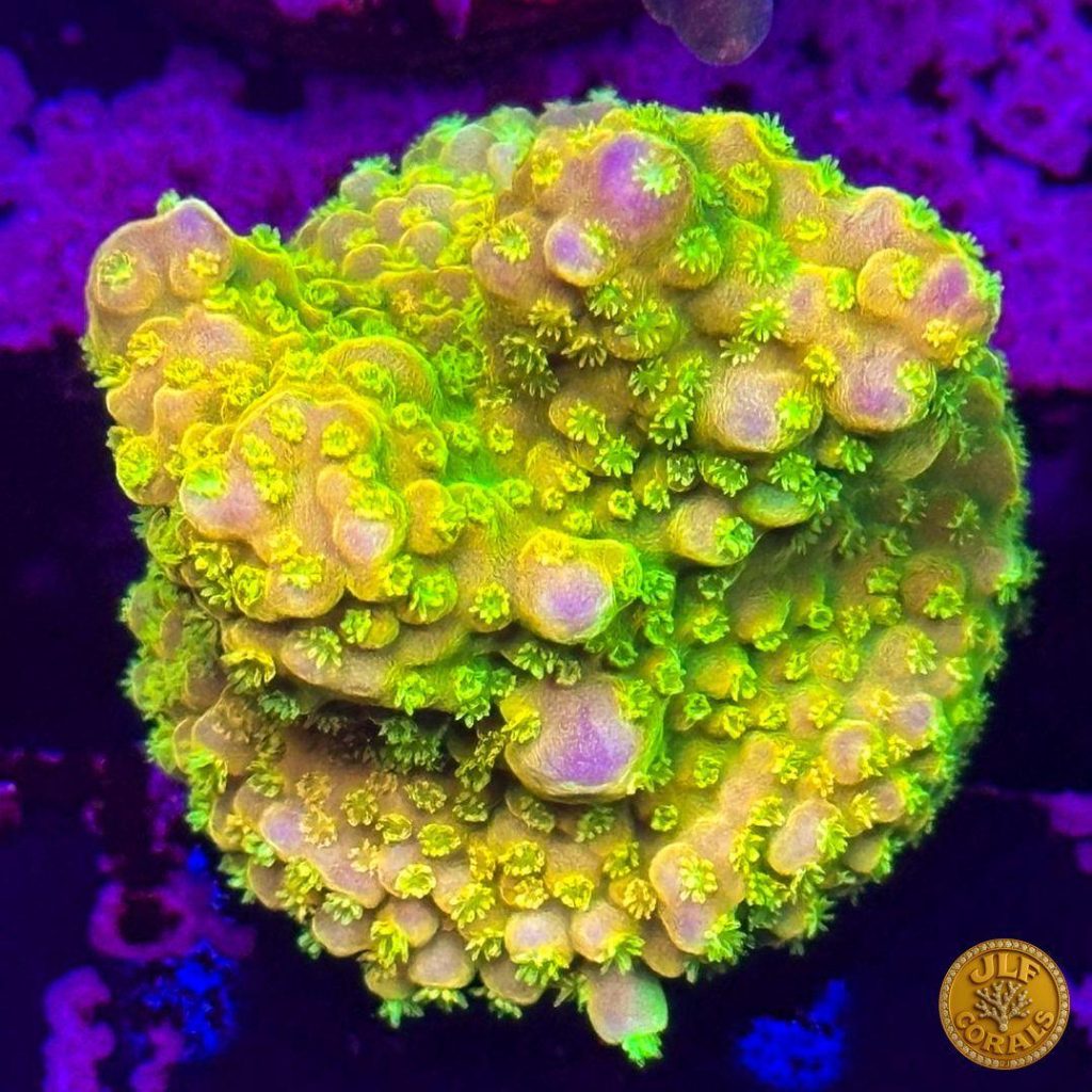 Corallo Acropora della selezione JLF Corals