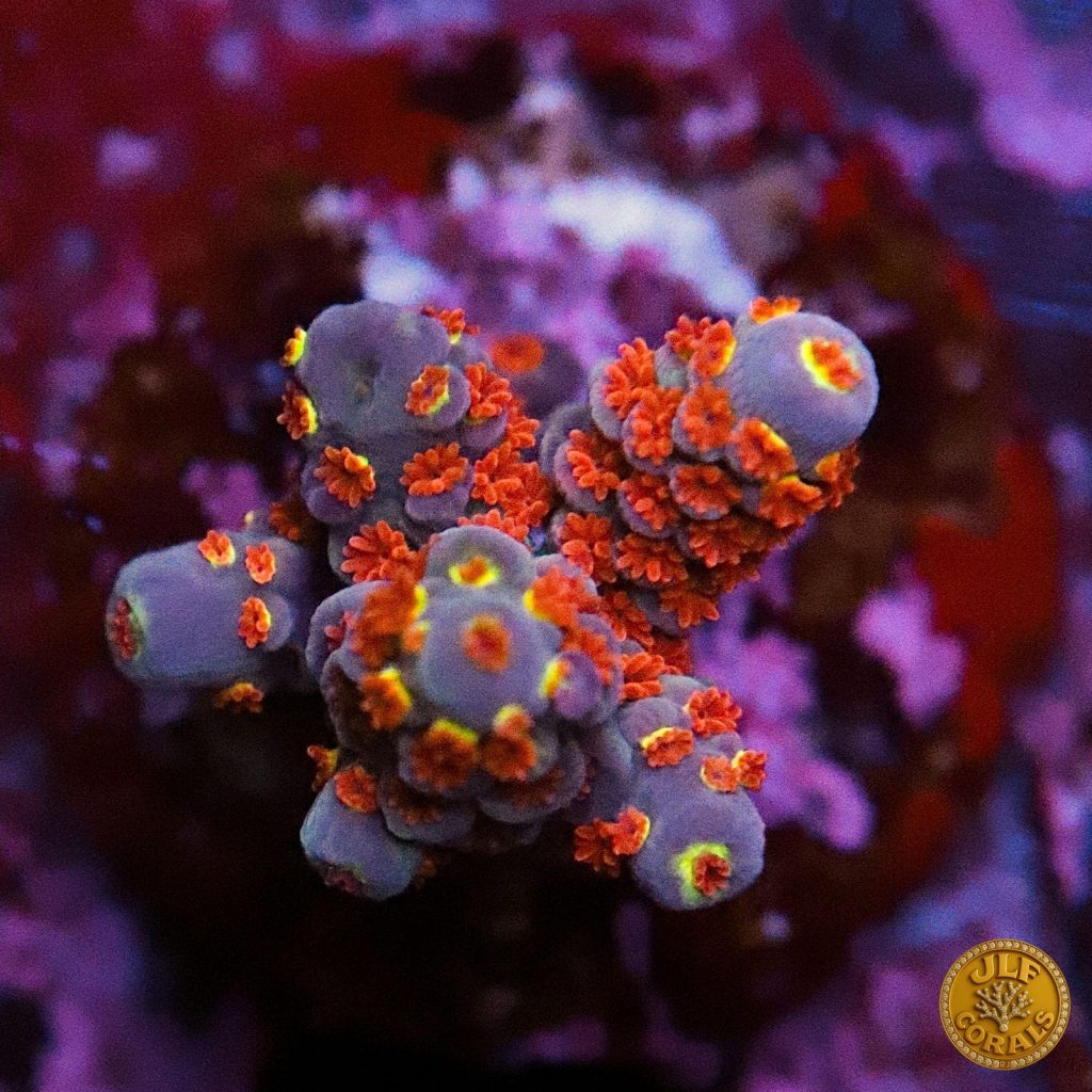 Acropora della selezione JLF Corals