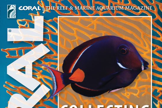 Nuovo Coral Magazine: Achilles, corallis spawning e Raja Ampat