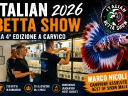 Italian Betta Show 2026: colori, genetica e una nuova generazione di allevatori