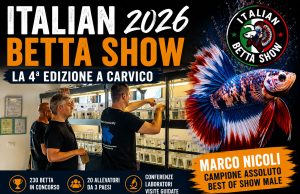 Italian Betta Show 2026: colori, genetica e una nuova generazione di allevatori