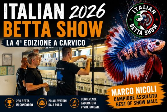Italian Betta Show 2026: colori, genetica e una nuova generazione di allevatori