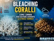Sbiancamento coralli: ridurre la luce aiuta durante lo stress termico