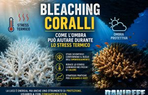 Sbiancamento coralli: ridurre la luce aiuta durante lo stress termico