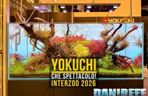 Yokuchi a Interzoo 2026: aquascaping, Wabi-Kusa e terrari