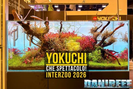 Yokuchi a Interzoo 2026: aquascaping, Wabi-Kusa e terrari