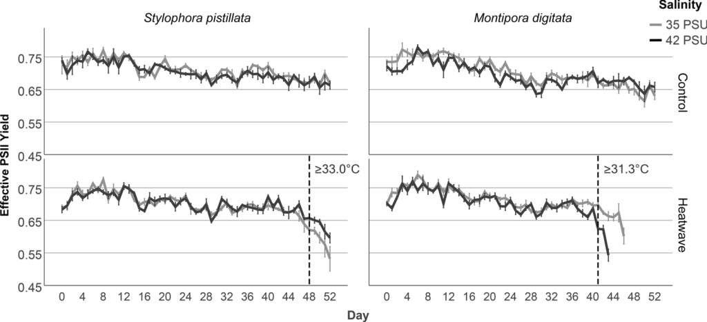 Comportamento di Stylophora e Montipora esposte ad alta temperatura con salinità differente